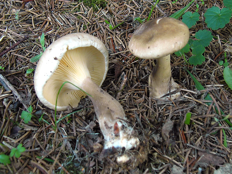 Clitocybe alexandri